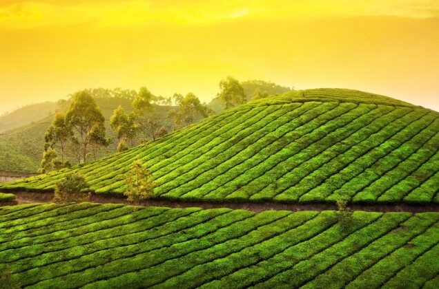 Kerala Calling